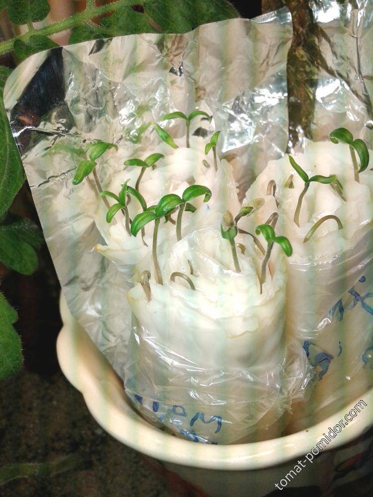 Как прорастить семена огурцов - 115 фото как правильно и быстро прорастить основные сорта