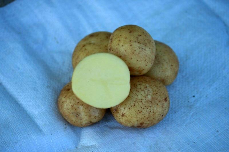Семенной картофель Винета. Картофель фасованный. Картофель элитхоз. Картофель Винета фото.