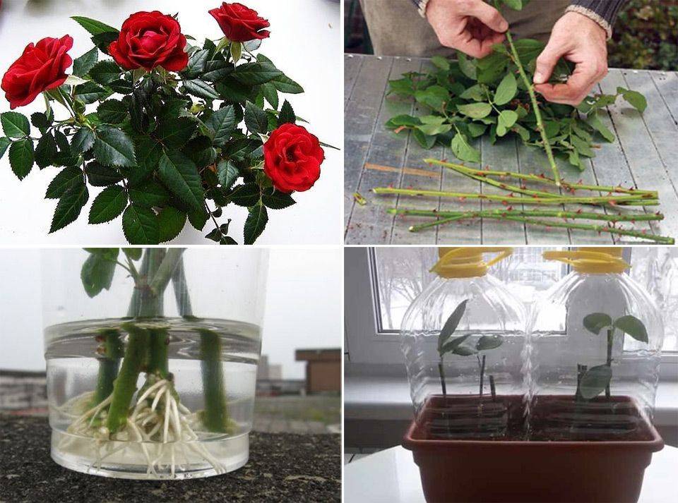 Выращивание розы из черенка — нюансы разведения в квартире, как посадить, укоренить и вырастить культуру в горшке, в домашних условиях (фото-инструкция)