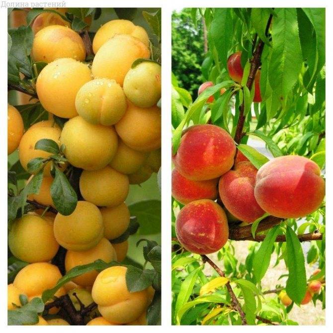 Слива персиковая: особенности сорта и выращивания