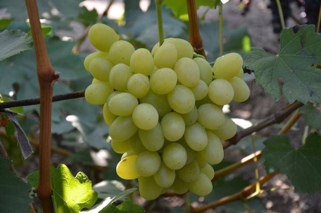 Выращивание винограда сенатор (павловского) — характеристики лозы