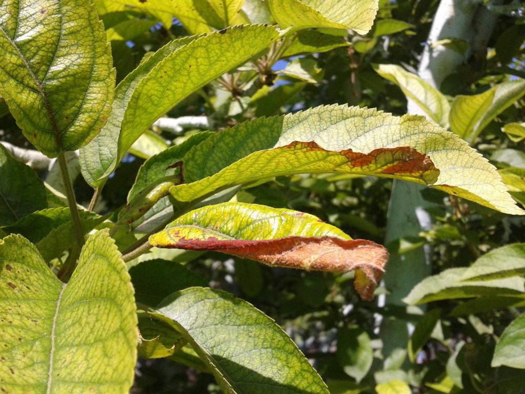 У яблони в июне желтеют листья: что делать и почему это происходит — руководство для садоводов