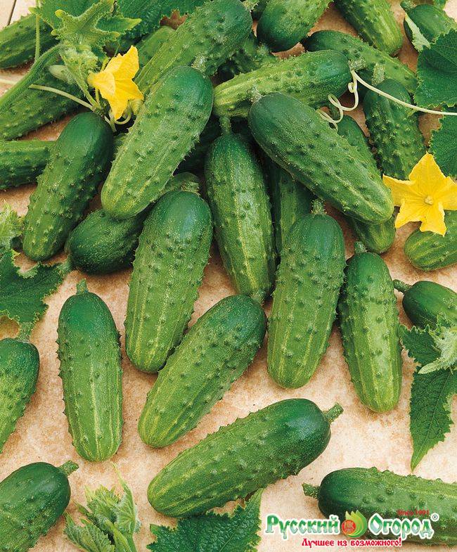 Огурцы меренга f1: описание, особенности выращивание гибридного сорта и отзывы садоводов