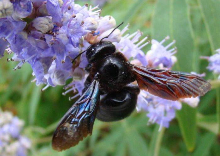 Как избавиться от пчел в доме и на участке? дикие пчелы: как их вывести?