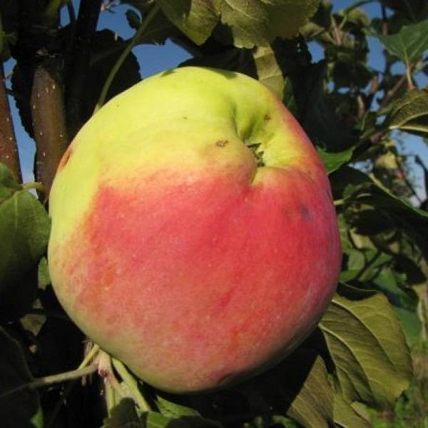 Сорт яблони бессемянка мичуринская