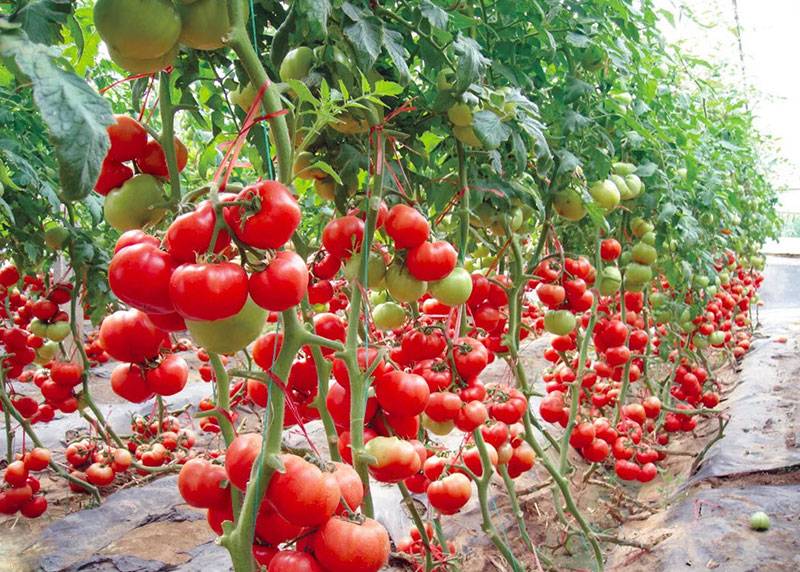 Высокорослые помидоры для открытого грунта — лучшие сорта