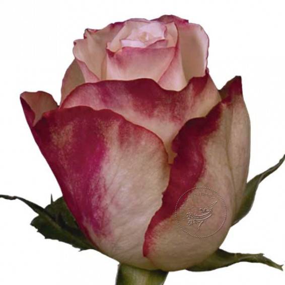 Розы (en: roses) роза обои, картинки, скачать 6182 обои на рабочий стол. красивые бесплатные фото цветов для рабочего стола