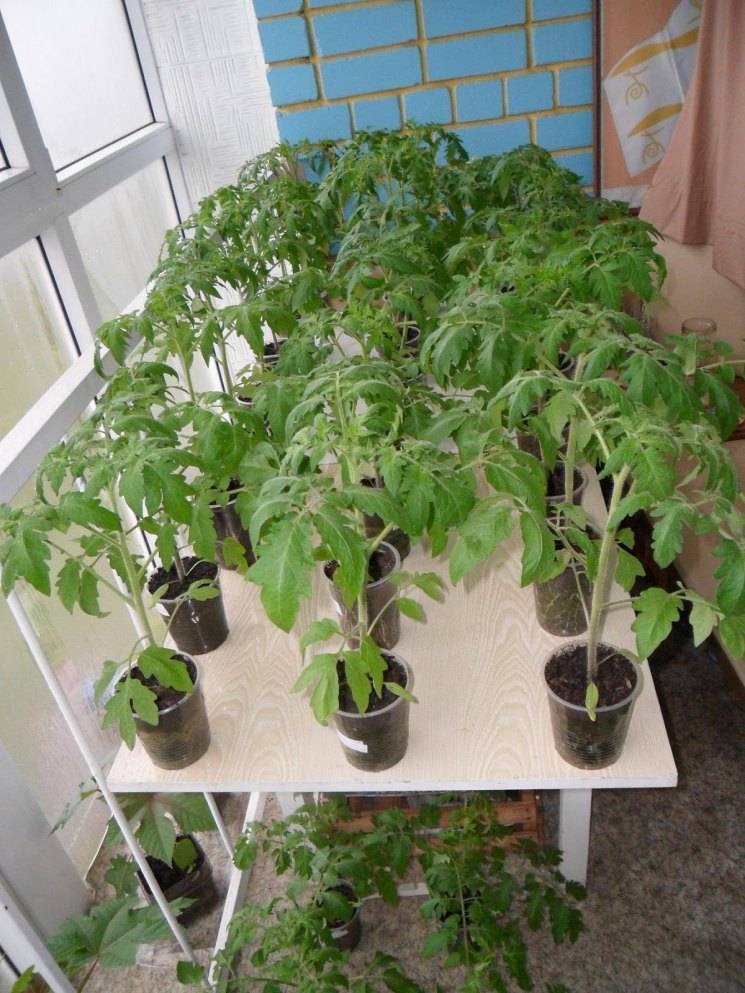 Подкормка рассады помидоров в домашних условиях: правила, средства, рецепты