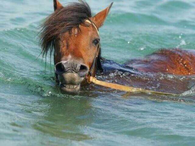 Лошади умеют плавать? каким образом плавают кони?