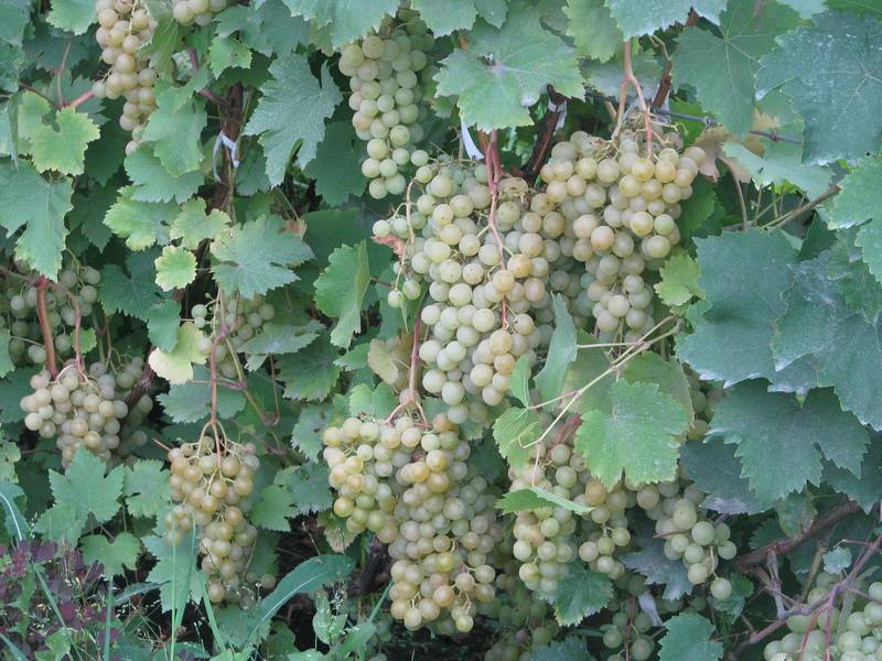Особенности посадки и ухода за виноградом в башкирии для начинающих