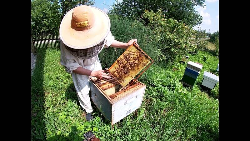 Работы пчеловода на пасеке с пчелами в августе