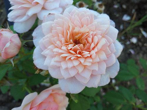 Роза грейс: фото, посадка и уход, отзывы цветоводов о выращивании сорта дэвида остина, морозоустойчивость, обрезка, подкормка