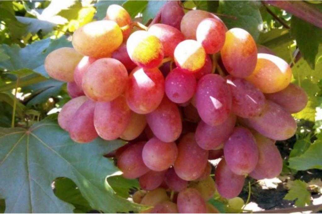 Сорта винограда для средней полосы россии. полный каталог с фото