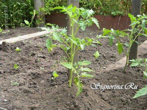 Стебель — в корень: когда есть смысл сажать помидоры лежа и как это грамотно делать, чтобы в разы увеличить урожайность