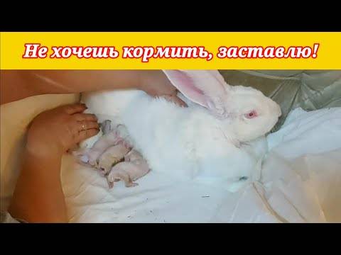 Почему крольчиха съедает своих крольчат: 5 причин и что делать - kotiko.ru