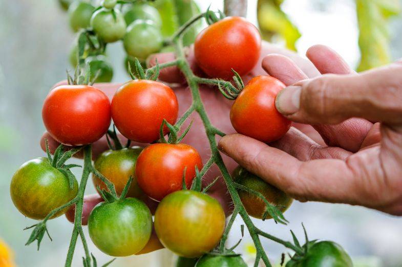 Агротехника выращивания томатов в теплице из поликарбоната