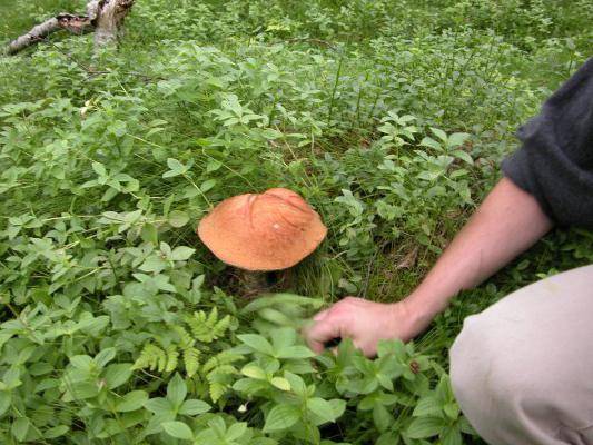 Как выращивать грибы: с нуля в домашних условиях, фото выбора грибницы и места посадки, инструкция по уходу и с чего начать