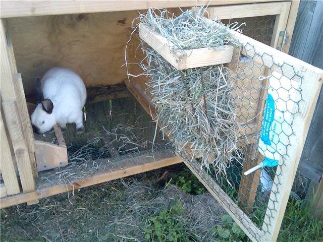 Кормушка для кроликов. содержание кроликов в домашних условиях :: syl.ru