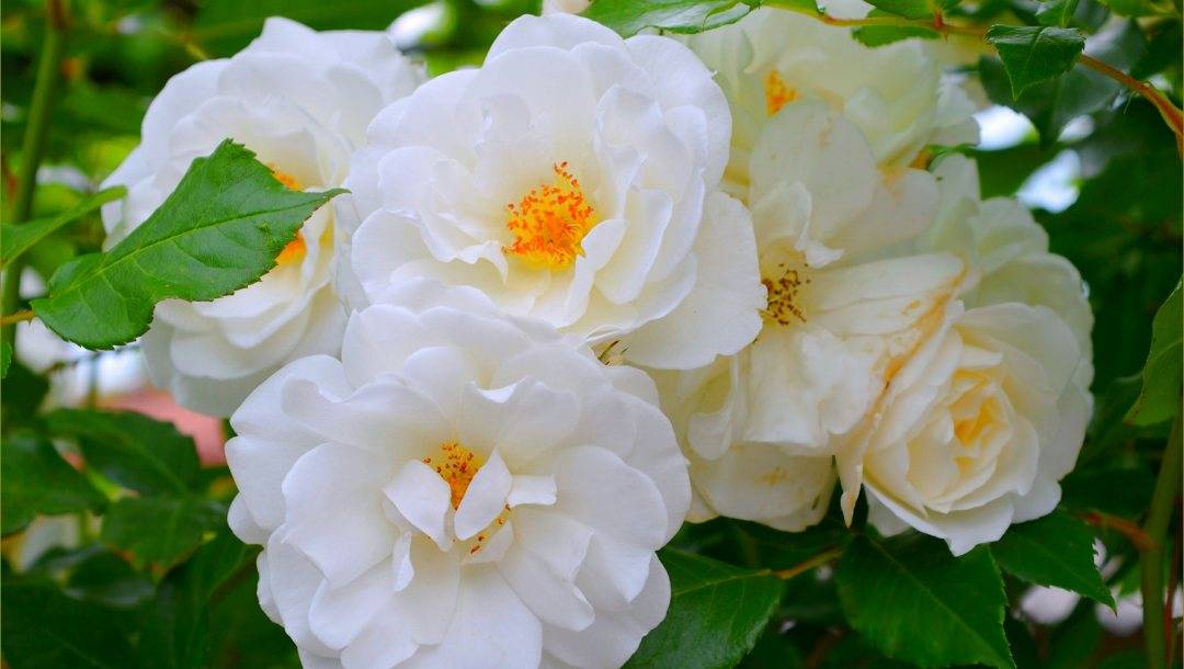 Чайная роза (125 фото): секреты ухода и размножения, что это за цветок, лучшие сорта растения, подкормка и пересадка