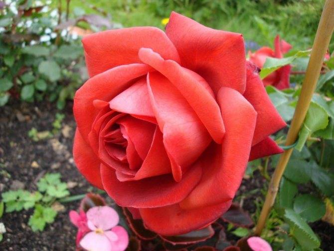 Роза терракота (terracotta): фото, отзывы, описание, характеристики.
