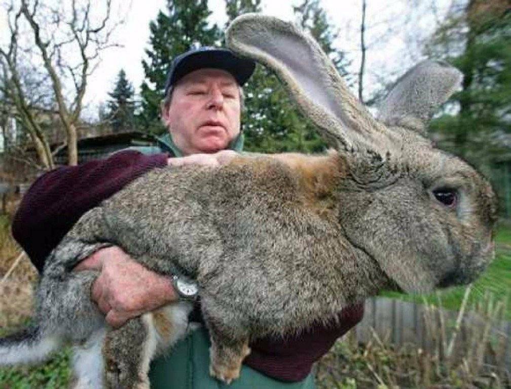 Породы самых больших кроликов в мире и вес особей из книги рекордов гиннесса