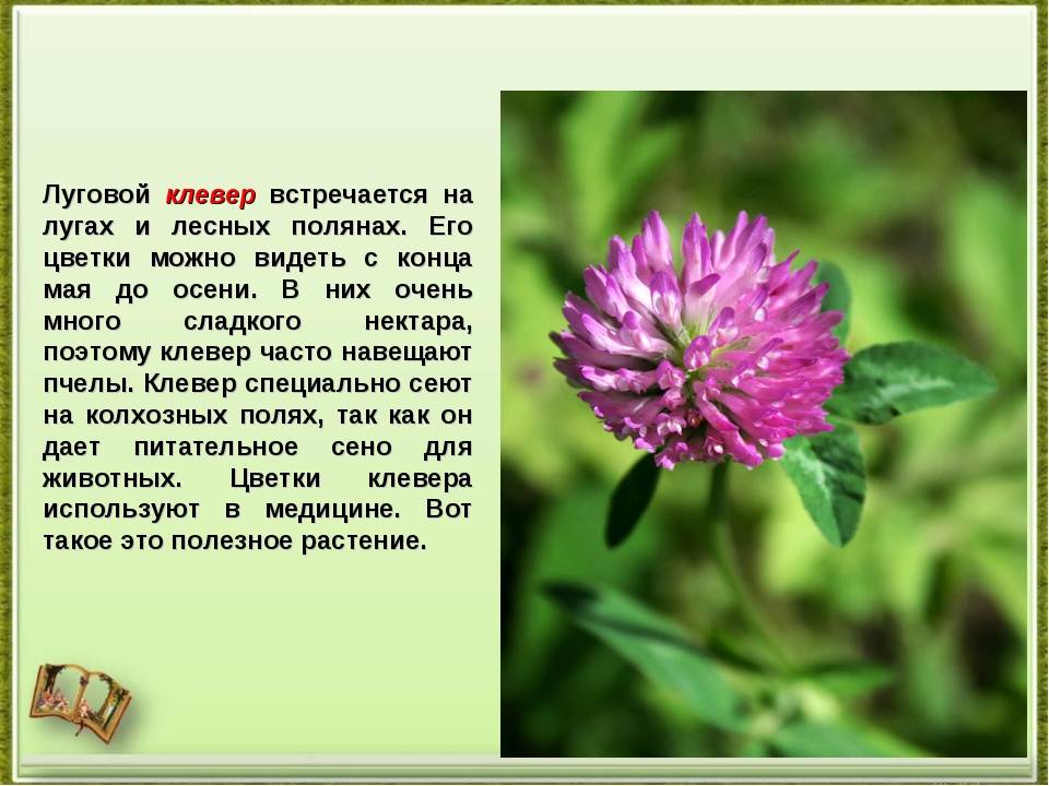 Клевер луговой - описание, характеристика и лечебные свойства растения