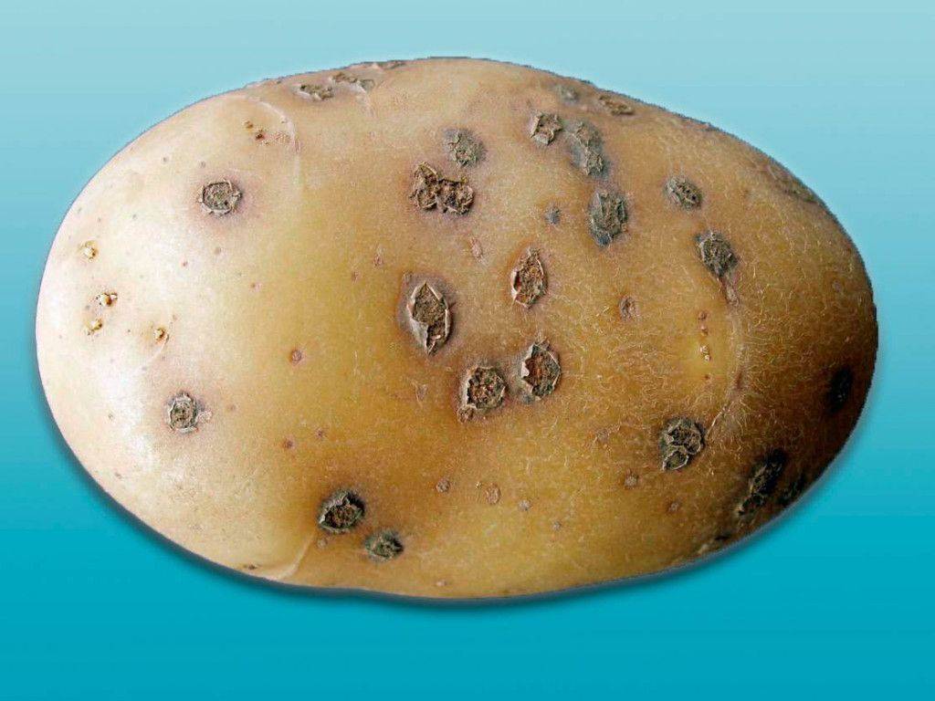 Как защитить картофель от кольцевой гнили