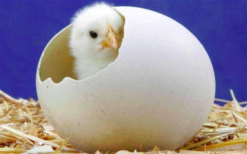 Как из яйца вылупляются цыплята?