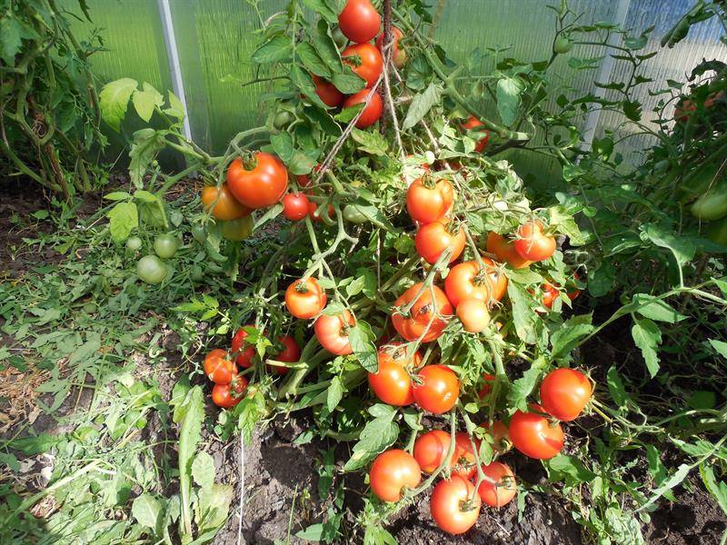 Низкорослые сорта томатов для теплицы