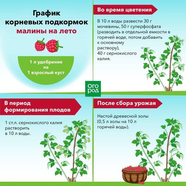 Правильный весенний уход за ежевикой для большого урожая