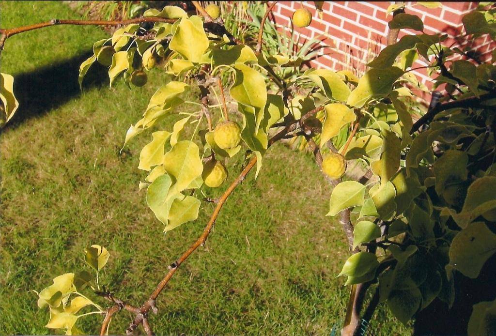 Почему желтеют листья на яблоне, разбираем причины и что делать