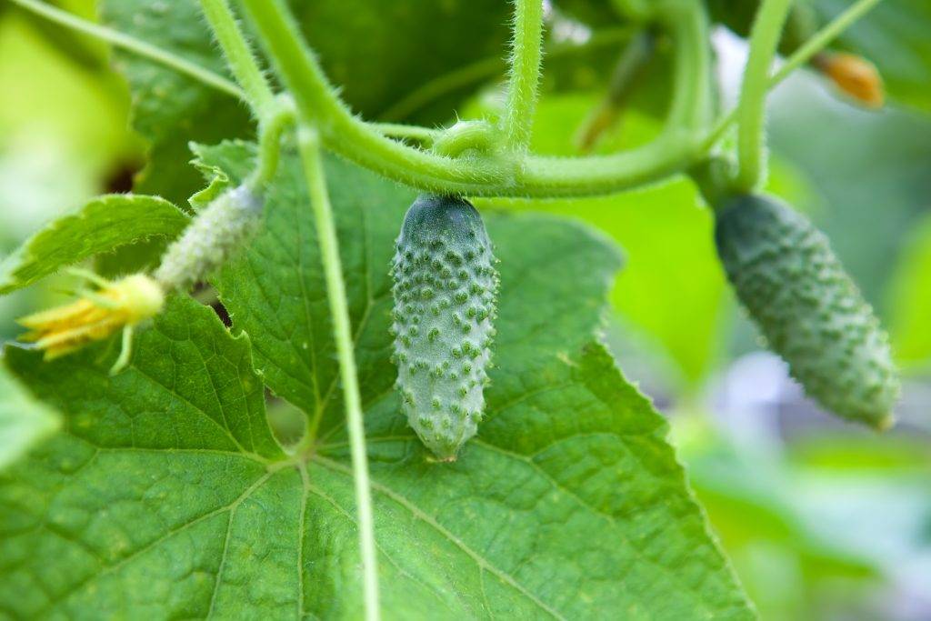 Мочевина для огурцов: как подкормить, применение удобрения на огороде