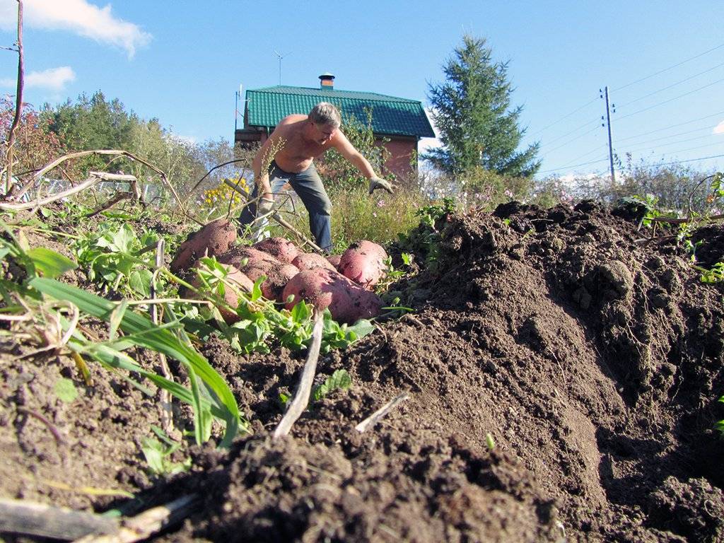 Когда и как правильно копать картошку? сроки, инструмент, советы. фото — ботаничка.ru