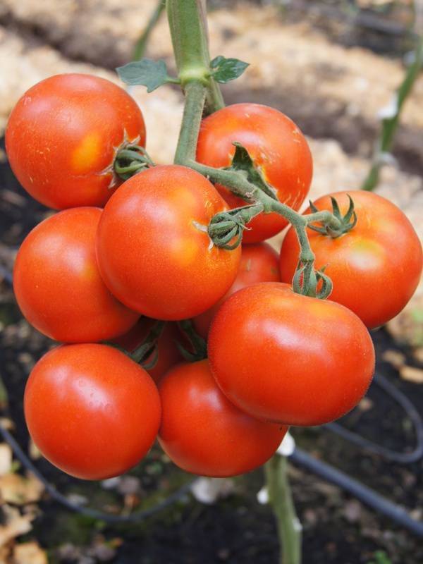 Раннеспелый томат сорта самара