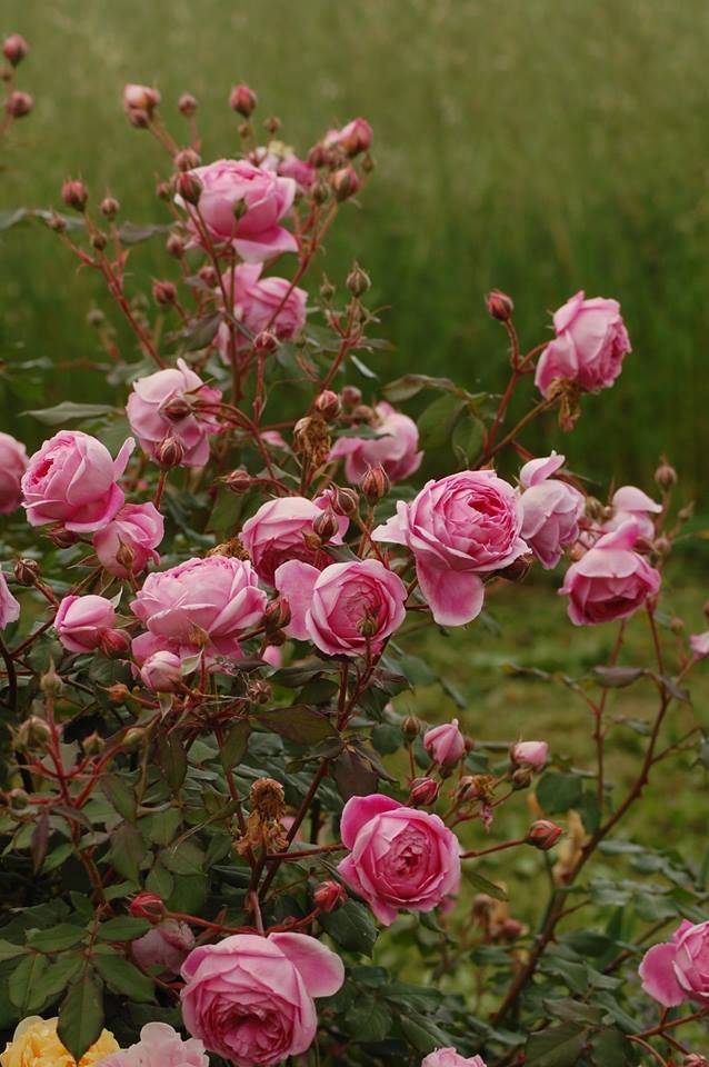 Сорта роз:  роза алан титчмарш