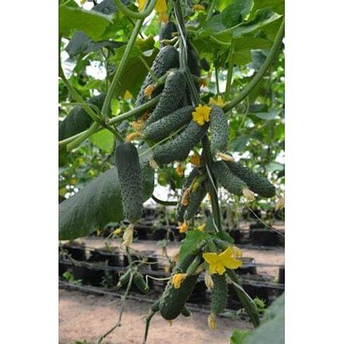 Огурец седрик f1: описание и урожайность сорта, фото, отзывы