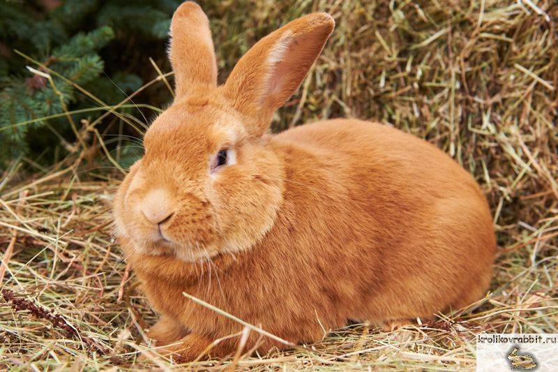 Какая порода кроликов самая устойчивая к болезням: названия и фото. неприхотливые породы кроликов
