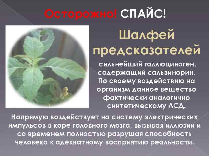 Шалфей: фото растения, как выглядит и где растет, виды и описания растений