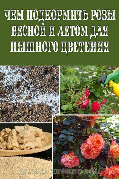 Подкормка роз весной, летом и зимой: описание и рекомендации