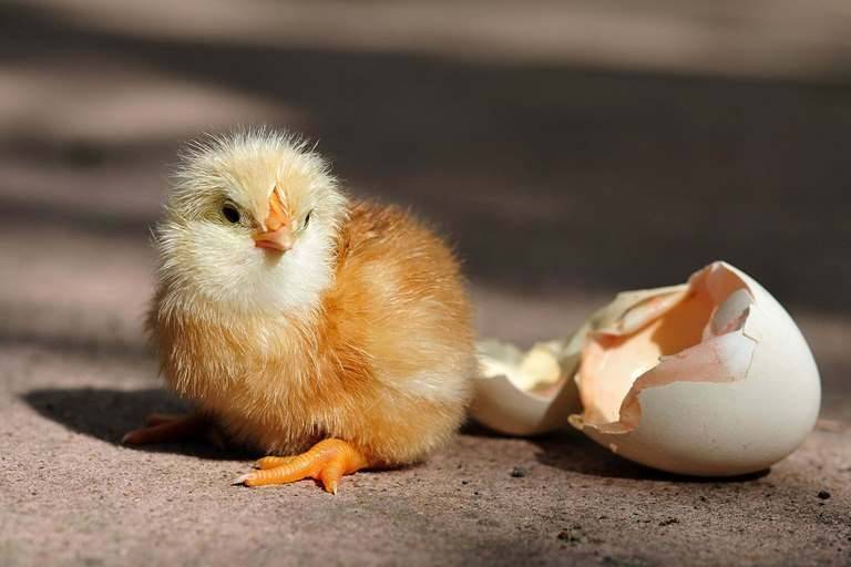 Как ухаживать за цыплятами в домашних условиях и кормление с первых дней жизни на видео