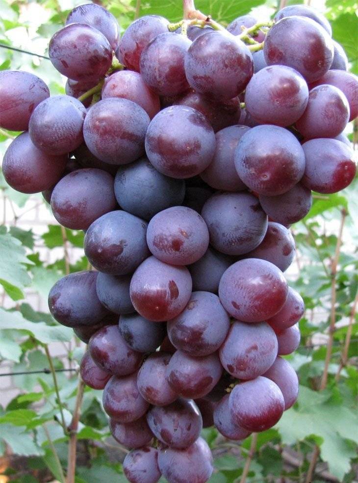 Описание винограда Низина, особенности сорта: преимущества и недостатки