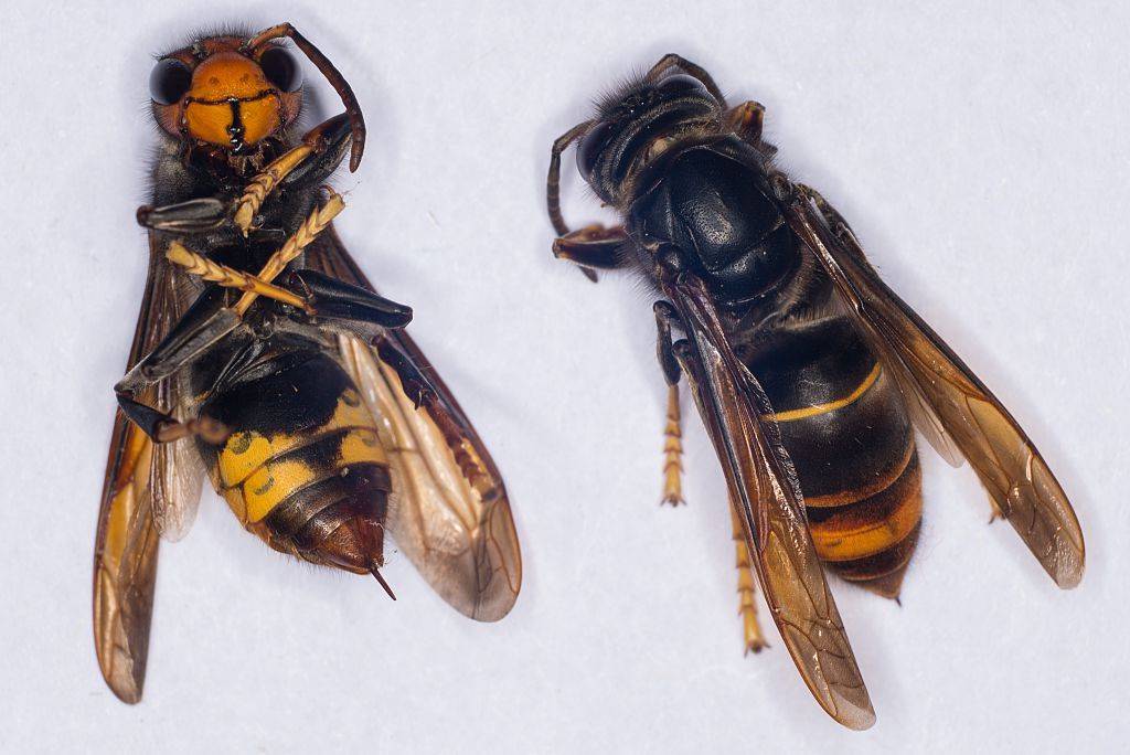 Осиный мед и медоносные осы – правда или вымысел?