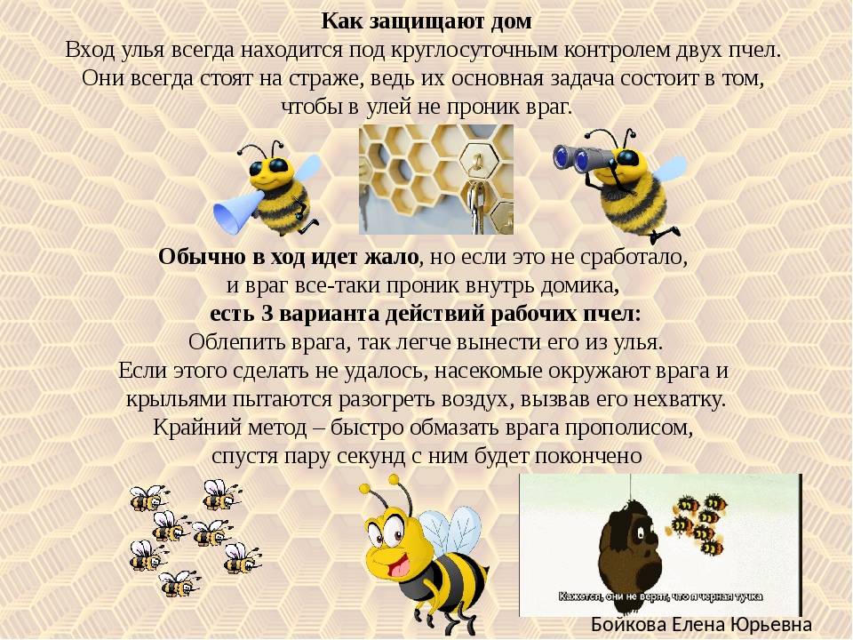 Сколько живет рабочая пчела. День пчел. Международный день пчел. Пчела описание. Всемирный день защиты пчел.