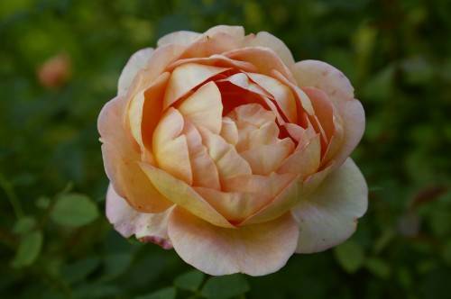 Роза леди оф шалот: описание, характеристика и уход