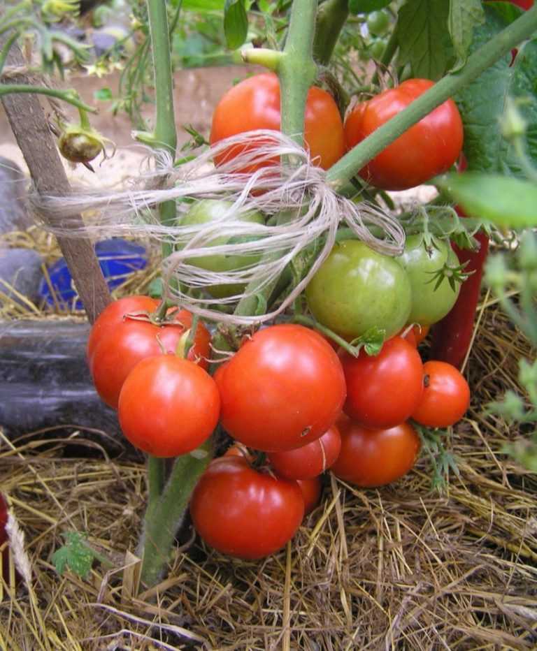 Сорта ранних низкорослых помидоров для открытого грунта