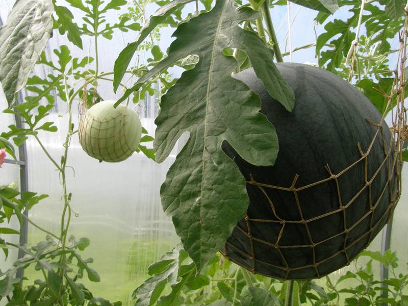 Выращивание арбузов на урале в теплице: делимся опытом