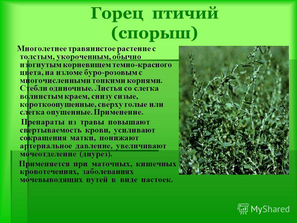 Спорыша трава: применение в лечении, свойства, польза и вред