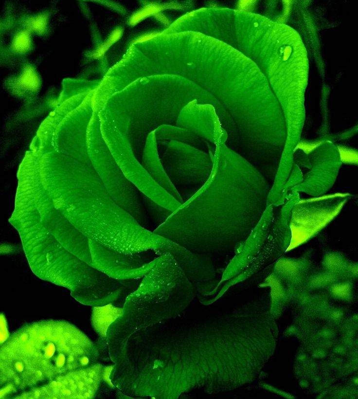 Розы зеленого цвета: история появления, описание наиболее популярных видов и сортов с фото, а также использование в ландшафтном дизайнедача эксперт