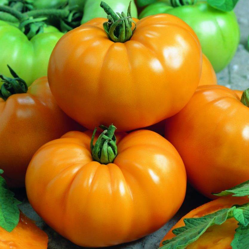 Собираем урожаи мясистых сочных плодов с томатом гигант подмосковья — полное описание сорта