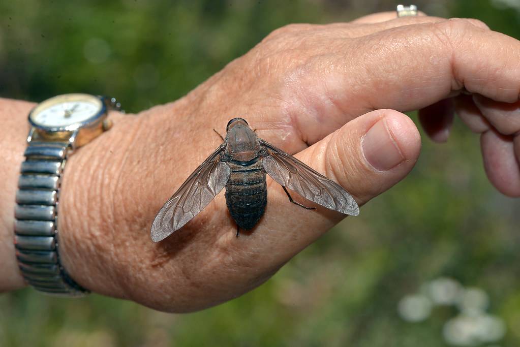 Черный шмель-плотник с синими крыльями (фото): чем опасен и какой укус насекомого